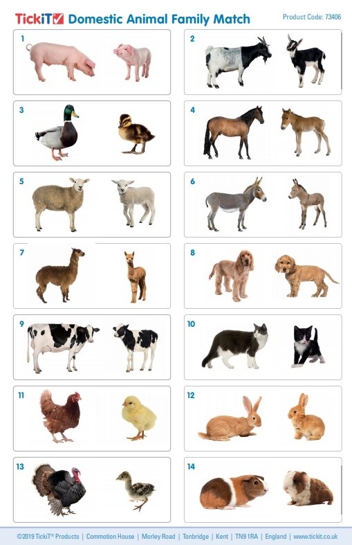 domestic-animal-match-1